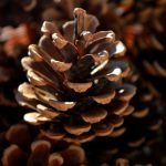 Aged Eggnog: Das Kultrezept für Weihnachten