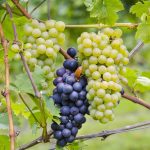 Oregon Pinot Noir: Die besten Flaschen unter 30€ Oregon Pinot Noir: Die besten Flaschen unter 30€