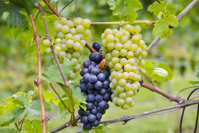 Oregon Pinot Noir: Die besten Flaschen unter 30€ Oregon Pinot Noir: Die besten Flaschen unter 30€